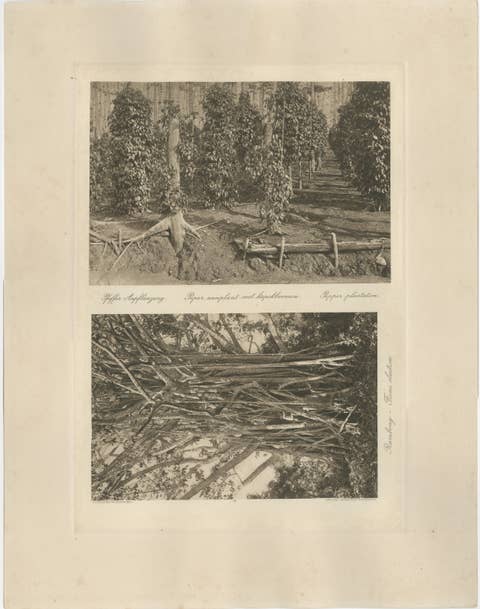 Pepper Plantation & Timber, Sumatra — Antique Kleingrothe Photogravure c.1900