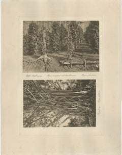 Plantation de poivre et bois, Sumatra - Photogravure ancienne de Kleingrothe c.1900