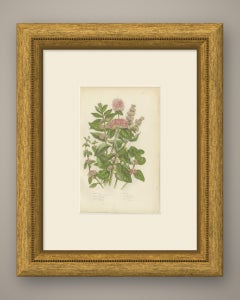 Peppermint and Penny Royal, Antique Kitchen Herb Botanical Print, circa 1873