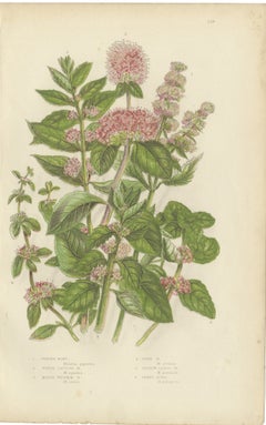 Peppermint and Penny Royal, Antique Kitchen Herb Botanical Print, circa 1873