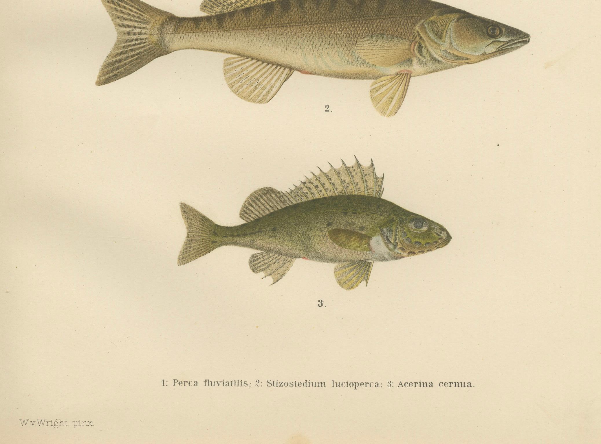 Barsch, Zander und Kaulbarsch - Majestätische skandinavische Fische Lithographie  

Diese wunderschön detaillierte Lithografie aus dem 19. Jahrhundert von 