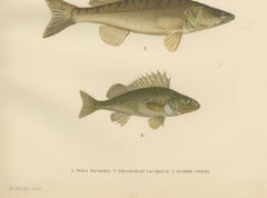 Perch, Pike-Perch, and Ruffe - Majestic Scandinavian Fish Lithograph, 1895