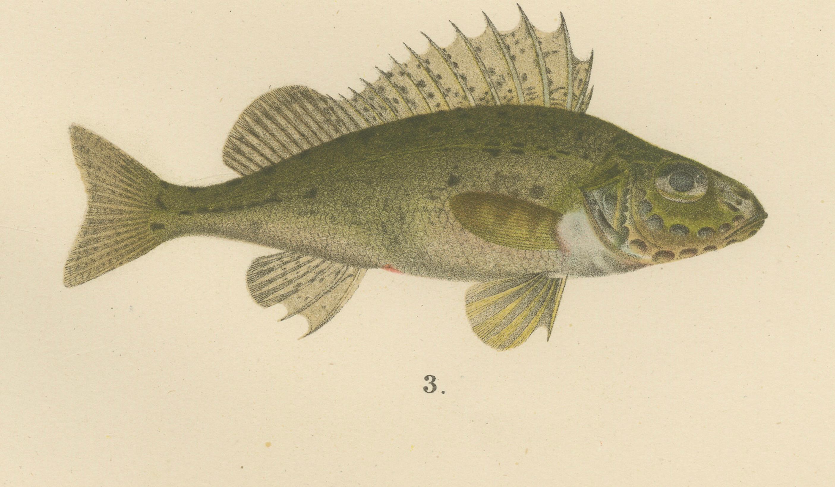 Perch, Pike-Perch und Ruffe – Majestätliche skandinavische Fischlithographie, 1895 im Zustand „Gut“ im Angebot in Langweer, NL