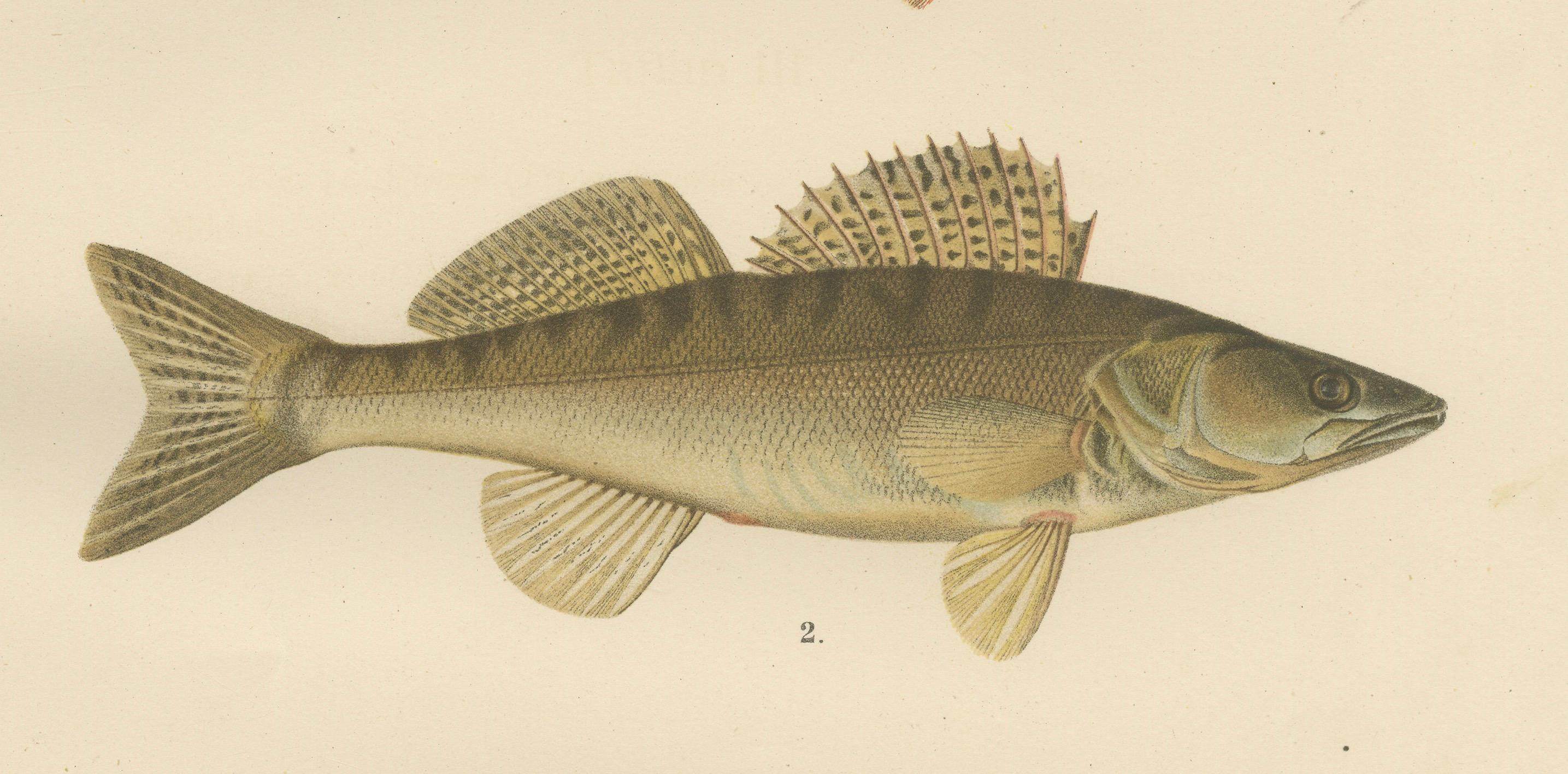 Perch, Pike-Perch und Ruffe – Majestätliche skandinavische Fischlithographie, 1895 (Papier) im Angebot