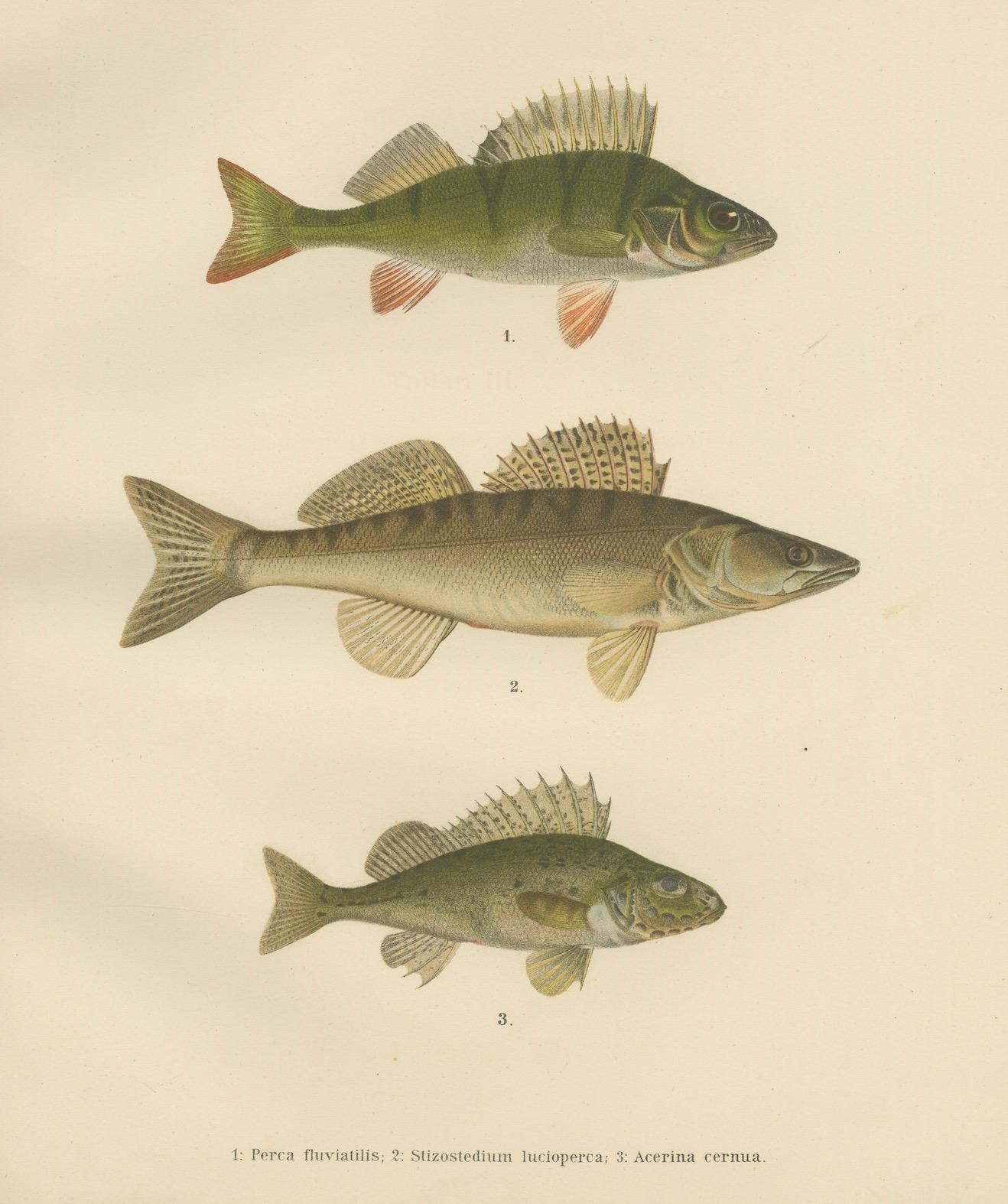 Perch, Pike-Perch und Ruffe – Majestätliche skandinavische Fischlithographie, 1895 im Angebot 1