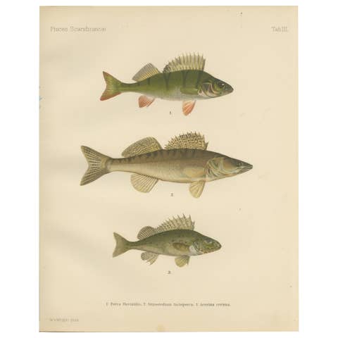 Perch, Pike-Perch, and Ruffe - Majestic Scandinavian Fish Lithograph, 1895