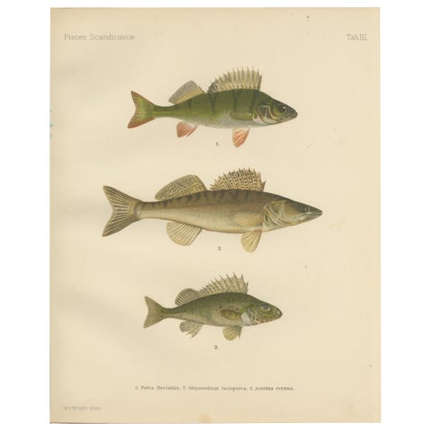 Perch, Pike-Perch, and Ruffe - Majestic Scandinavian Fish Lithograph, 1895