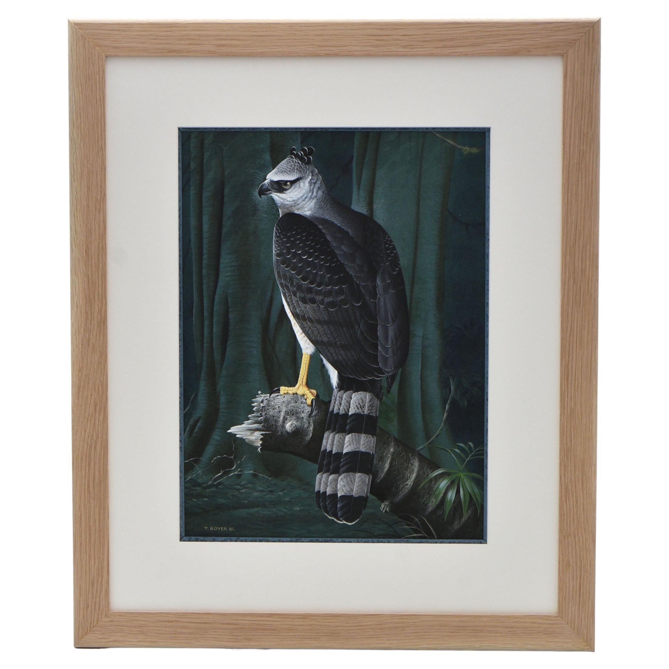 Perched Crested Eagle 1981 Watercolour by Trevor Boyer Bird of Prey