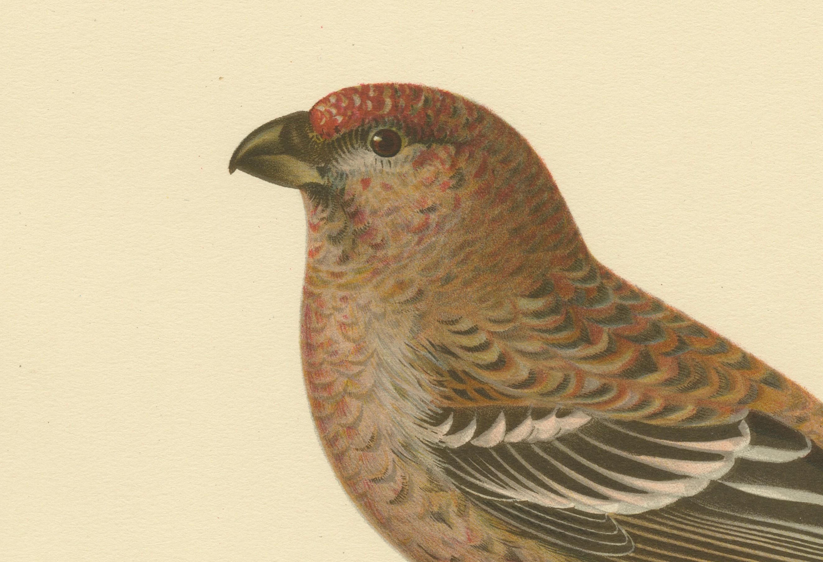 This is an antique print of the Pine Grosbeak, known scientifically as 