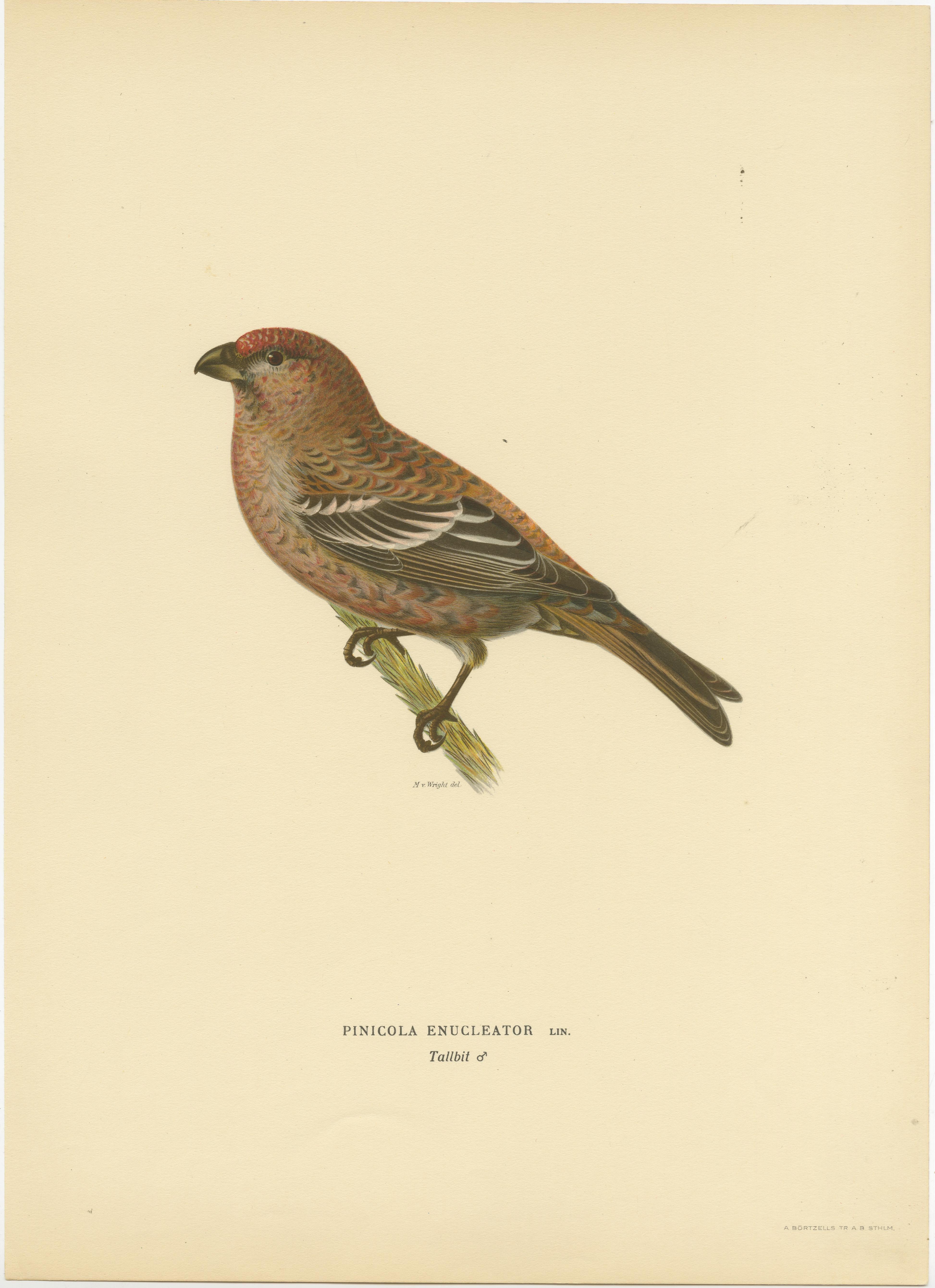 Perched Elegance: A 19th Century Lithograph of the Pine Grosbeak Bird, 1929 In Good Condition For Sale In Langweer, NL