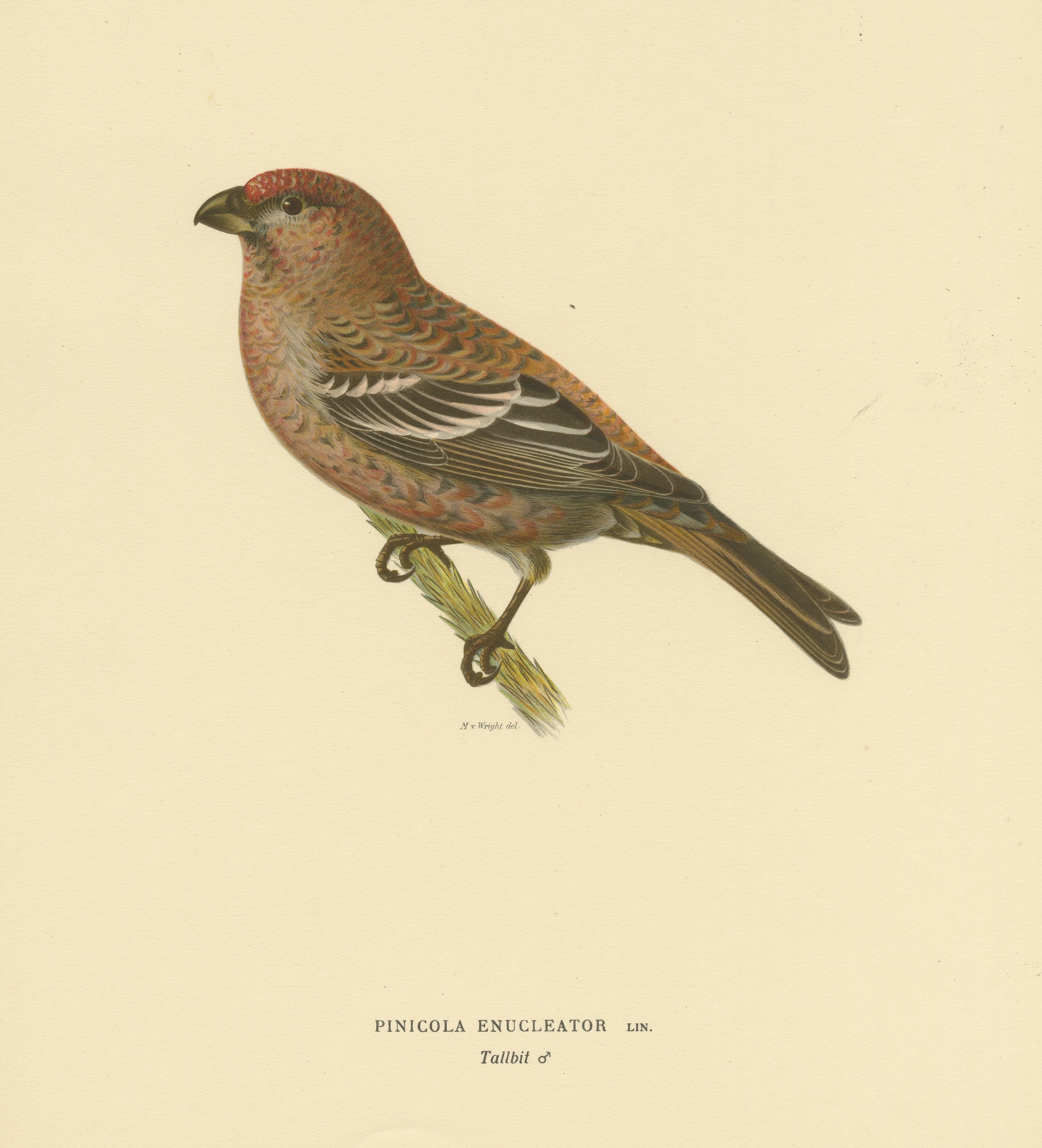 20th Century Perched Elegance: A 19th Century Lithograph of the Pine Grosbeak Bird, 1929 For Sale