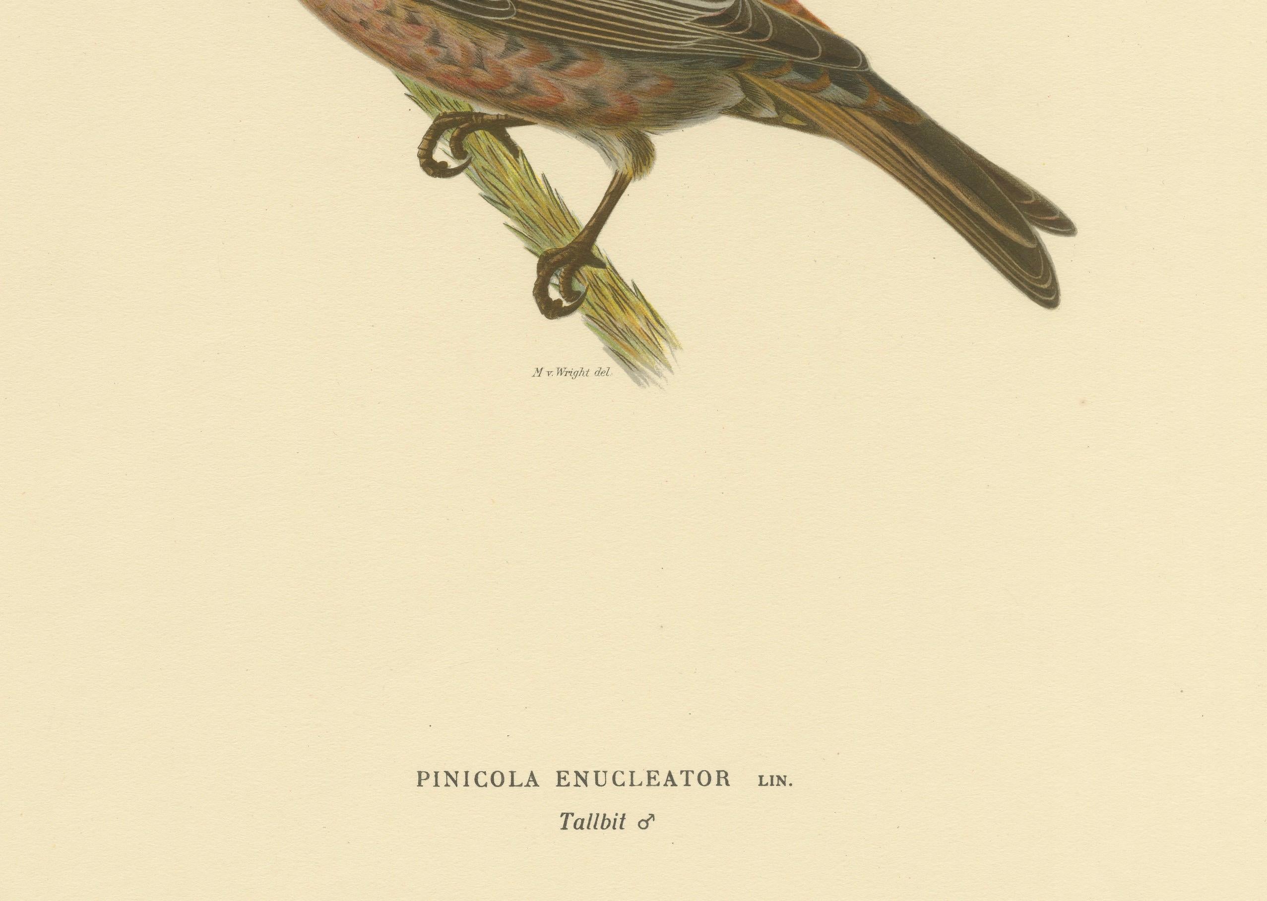 Paper Perched Elegance: A 19th Century Lithograph of the Pine Grosbeak Bird, 1929 For Sale