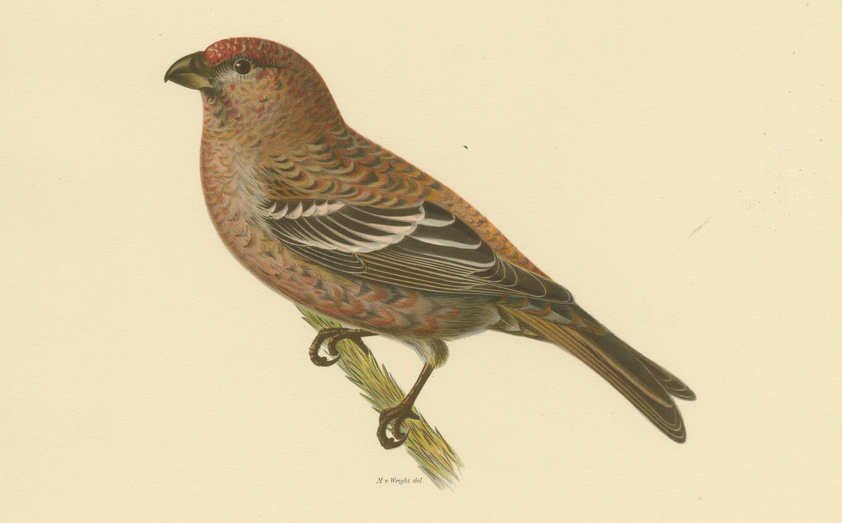 Perched Elegance: A 19th Century Lithograph of the Pine Grosbeak Bird, 1929 For Sale 1