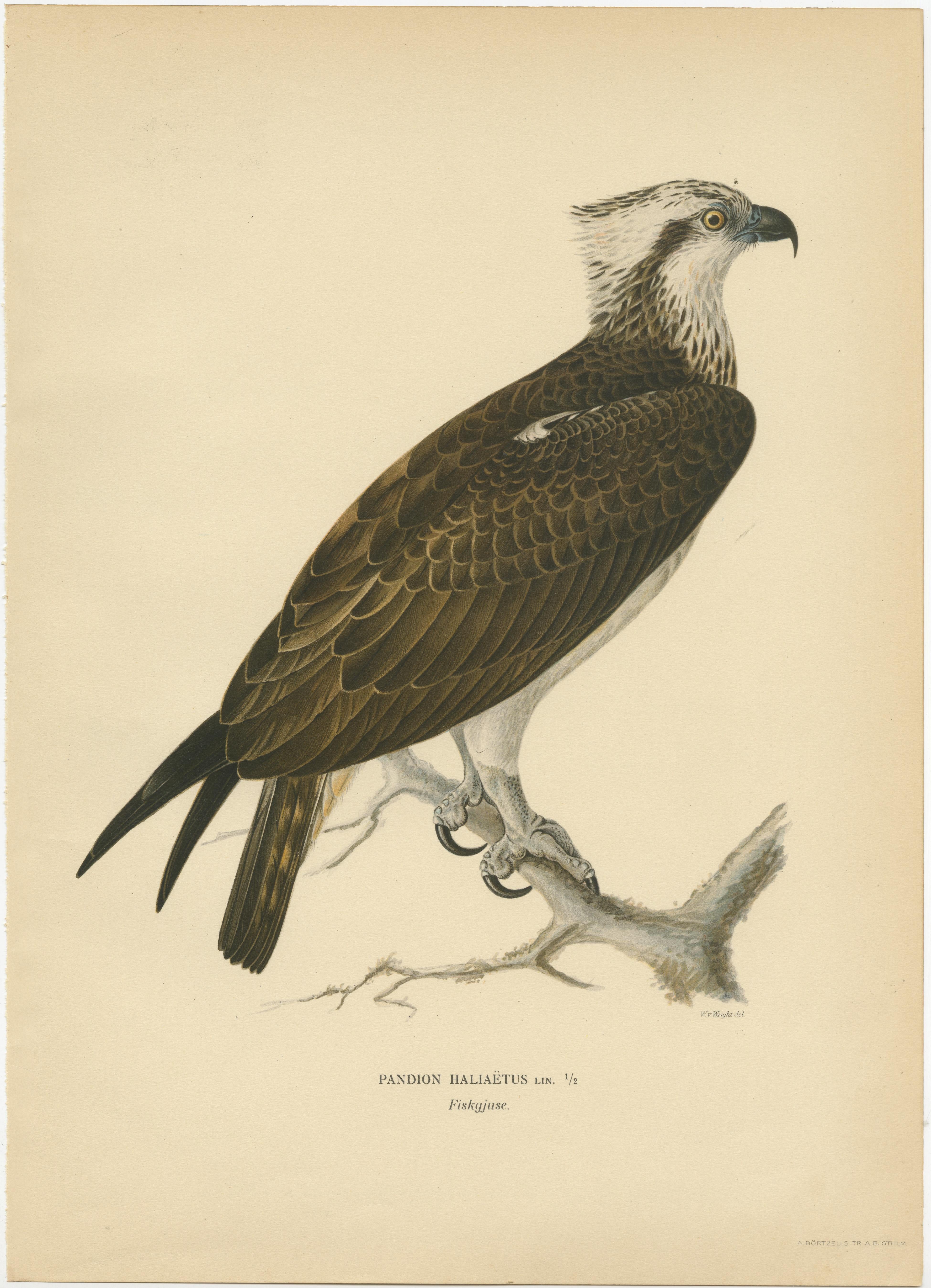This striking image of the Pandion Haliaëtus, or osprey, from the 1929 folio edition of 