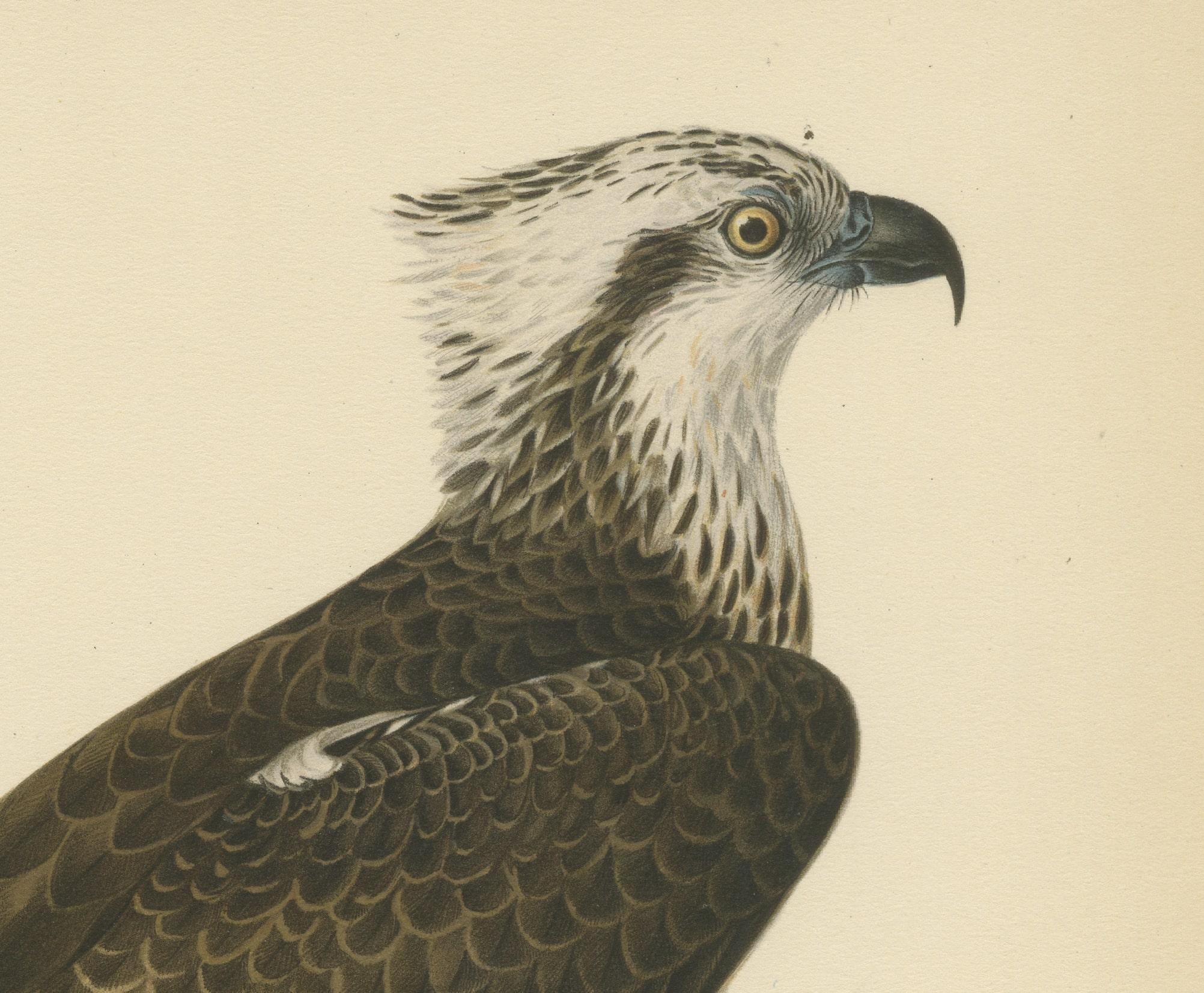 Perched Majesty: The Osprey by Wilhelm von Wright - A 1927 Börtzells Lithograph In Good Condition For Sale In Langweer, NL