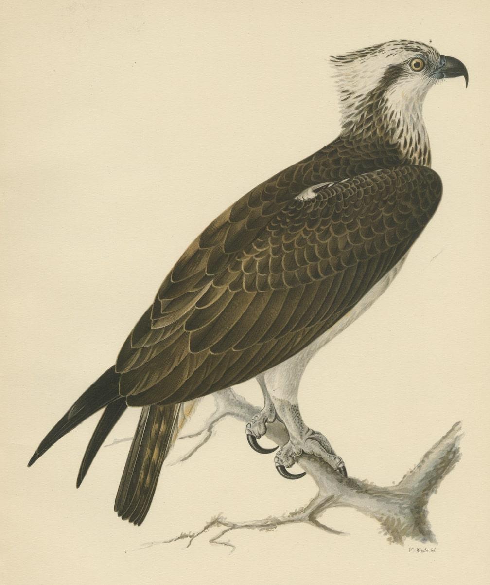 Early 20th Century Perched Majesty: The Osprey by Wilhelm von Wright - A 1927 Börtzells Lithograph For Sale