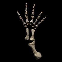 Permian Reptile Microsaur Hand Fossil in Display Box