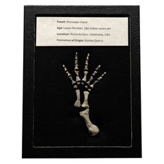 Permian Reptile Microsaur Hand Fossil in Display Box