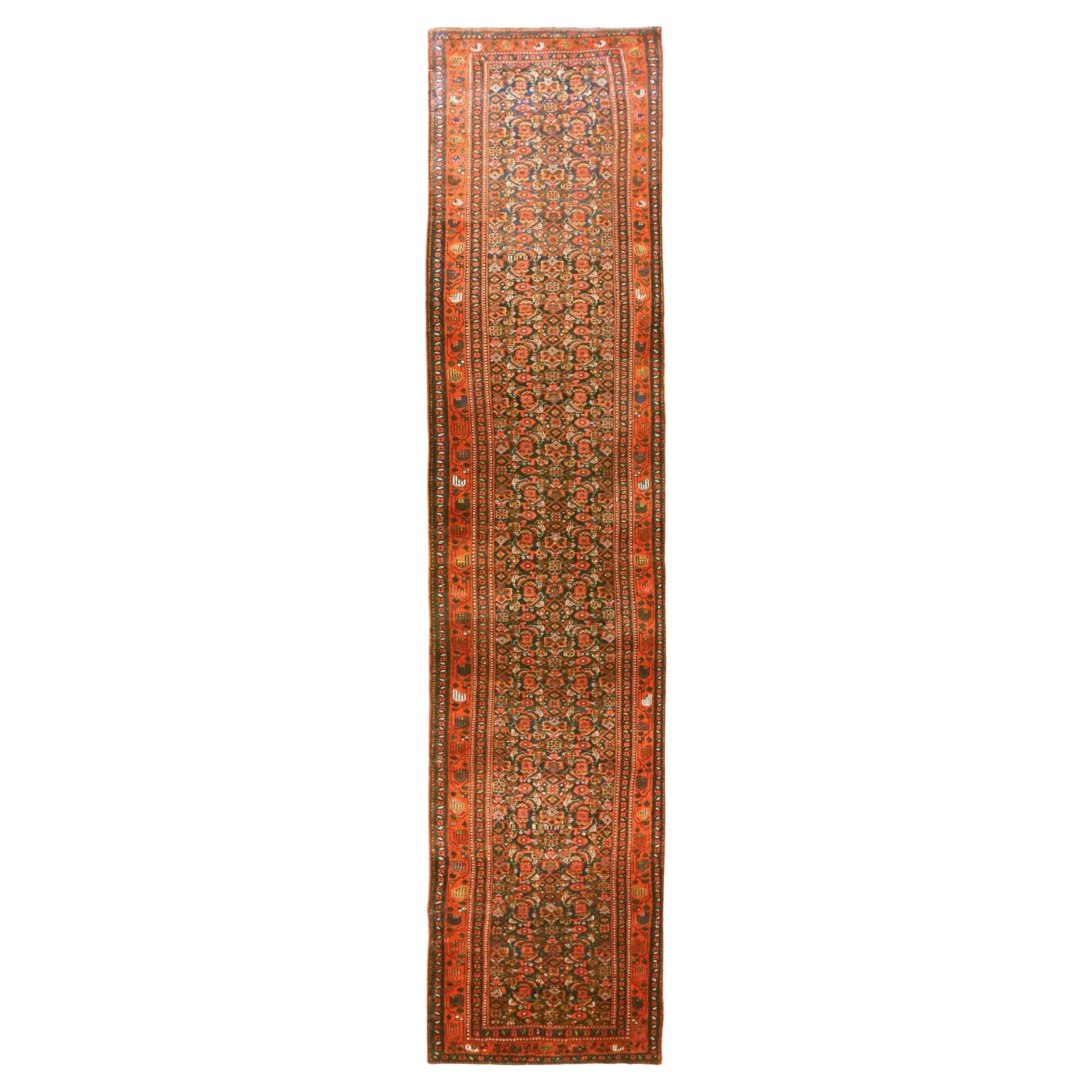 Kolyai persan - 70436