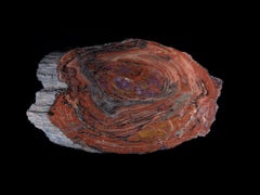Pertrified Wood Slab