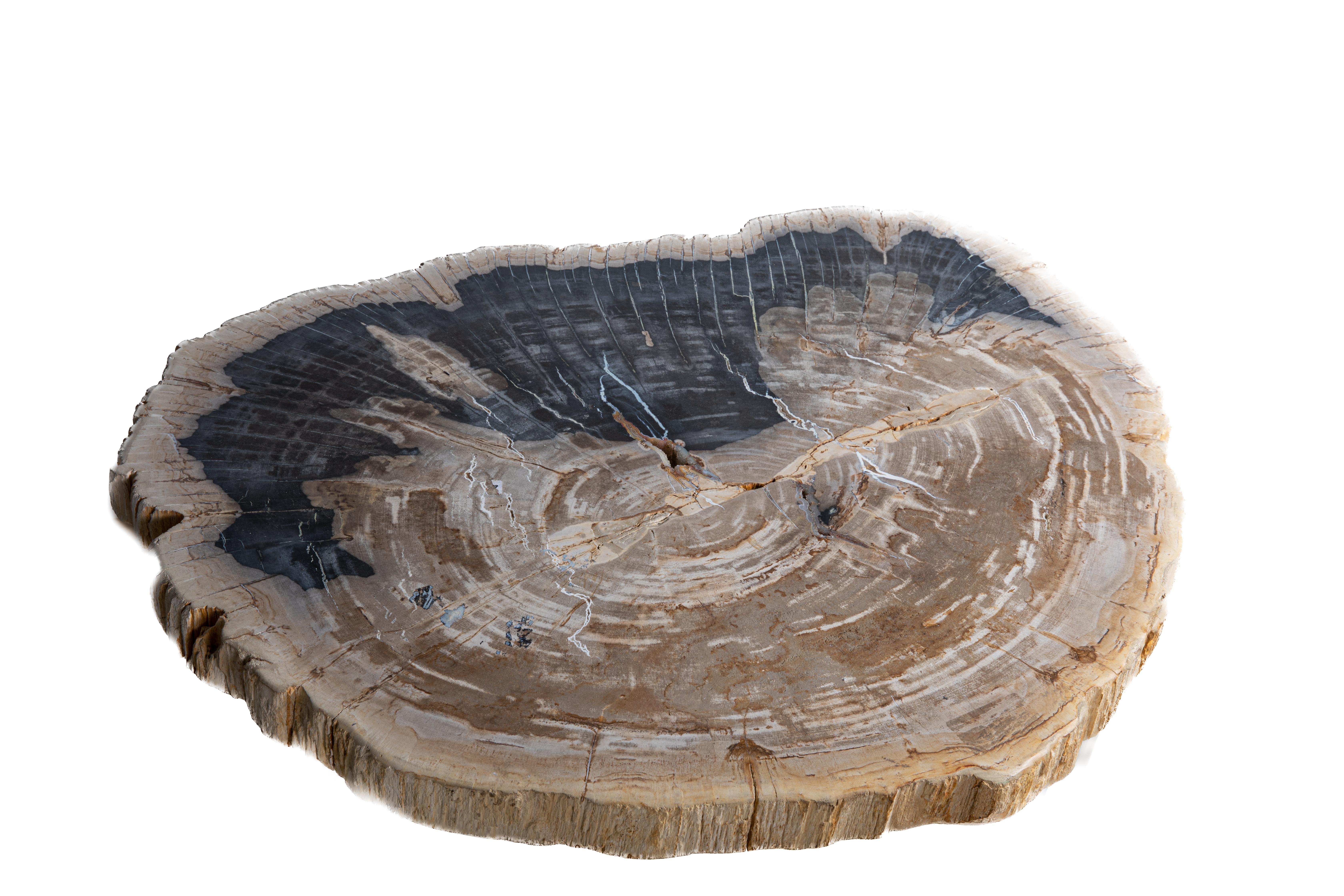 15 Million year old petrified palm wood bowl.

The slice is 5 x 86 x 69 cm. 55kg.