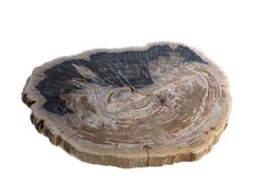 Pertrified Wood Slab with Metal Base