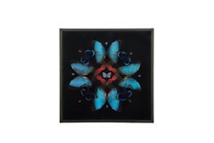 Petals (Butterfly Mandala) — Hasharat