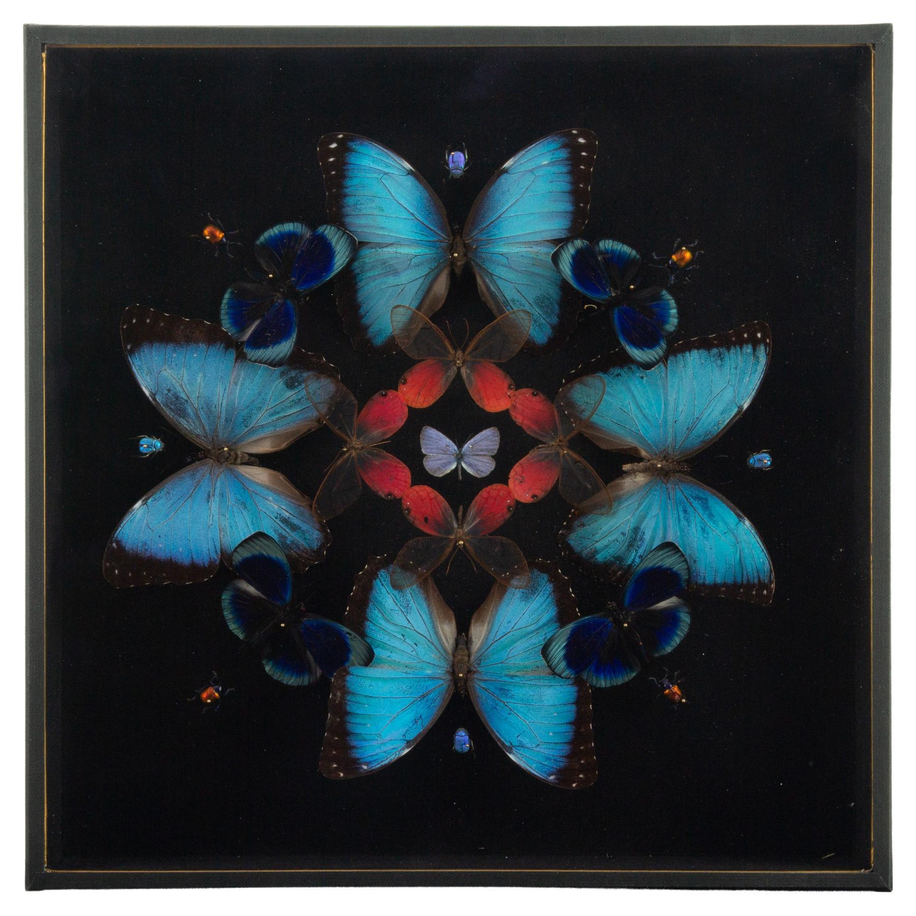 Petals (Butterfly Mandala) — Hasharat