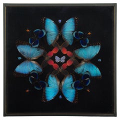 Petals (Butterfly Mandala) — Hasharat