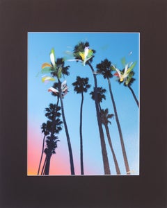 Santa Barbara Sky High Palms – Leuchtend bei Sonnenuntergang, Landschaftsgemälde
