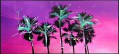 Venice California Pink Palms - Halfway To Night