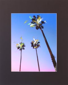 Santa Barbara 3 Palmen I  urbane Landschaftsfotografie, Gemälde, Kunst der Stadt