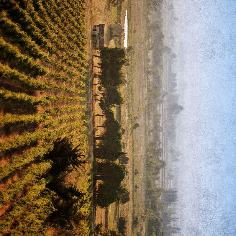 Pete Kelly Landscape Photograph – „Carcassonne Vineyard, Frankreich“, Carcassonne, Frankreich, 2007