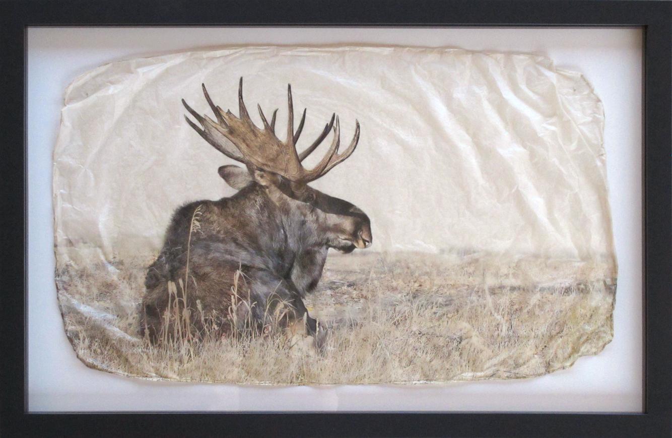 Bull (Medium) - Photograph de Pete Zaluzec
