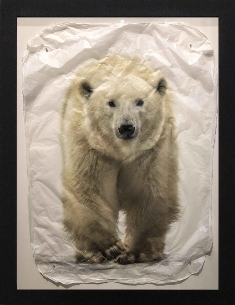 Sno Bear (Small) - Photograph by Pete Zaluzec