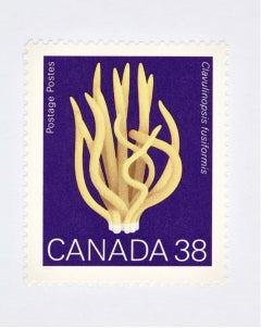 Canada 38 Mushroom (Purple) (36" x 27")
