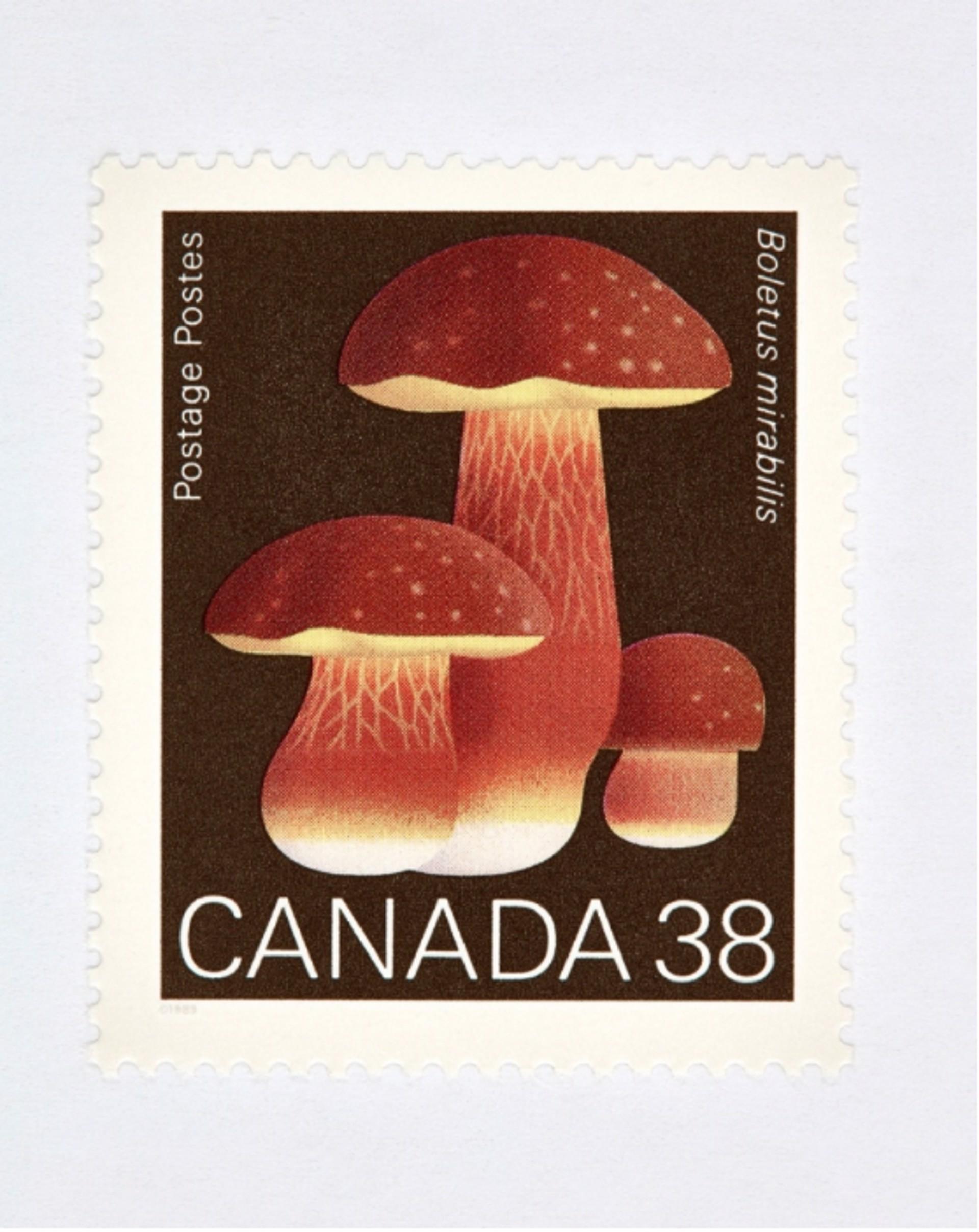 Canada 38 Mushroom (Brown)
Digital C-Print / Archival Pigment Print
Edition of 20 per size
Available sizes:
36 x 27

“Collectible” series is a macro level exploration of coins, bills and stamps. These images are created with the intention of being