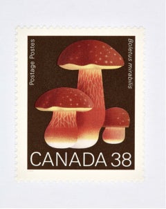 Peter Andrews Browne - Canada 38 Mushroom (Brown), Photographie 2021