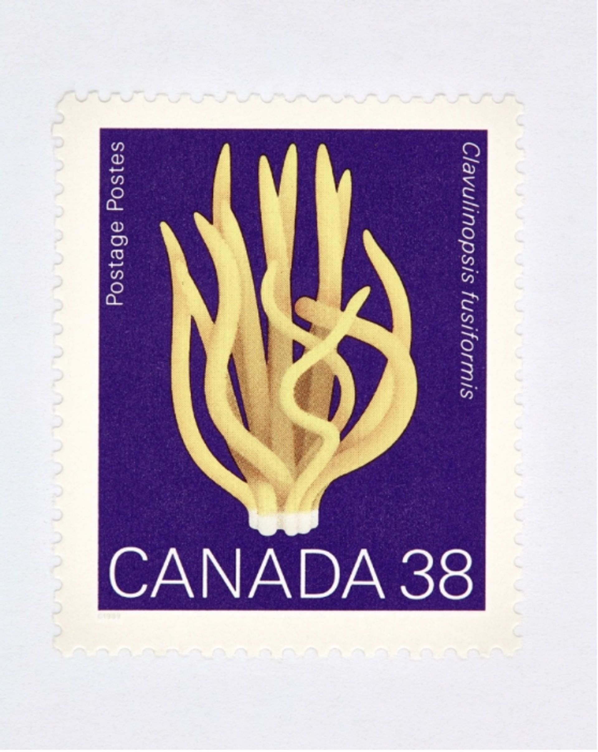 Canada 38 Mushroom (Purple)
Digital C-Print / Archival Pigment Print
Edition of 20 per size
Available sizes:
36 x 27

“Collectible” series is a macro level exploration of coins, bills and stamps. These images are created with the intention of being