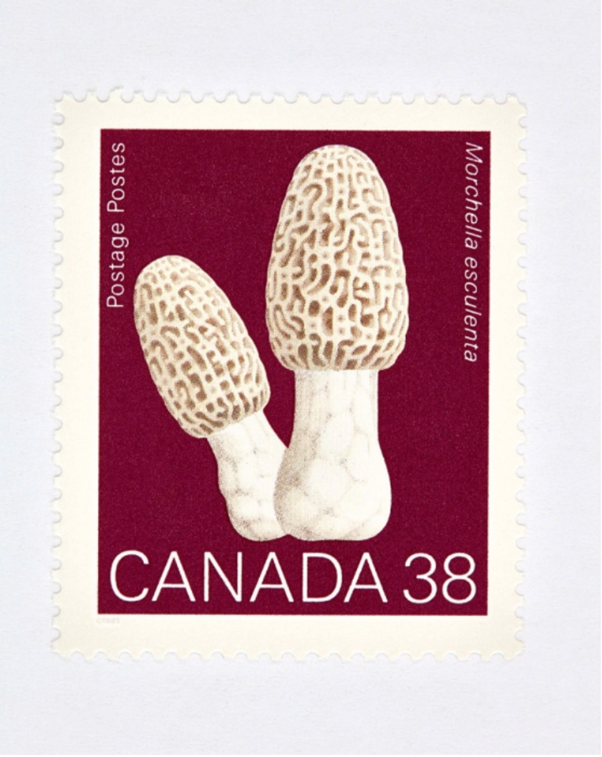 Canada 38 Mushroom (Red) 
Digital C-Print / Archival Pigment Print
Edition of 20 per size
Available sizes:
36 x 27

“Collectible” series is a macro level exploration of coins, bills and stamps. These images are created with the intention of being
