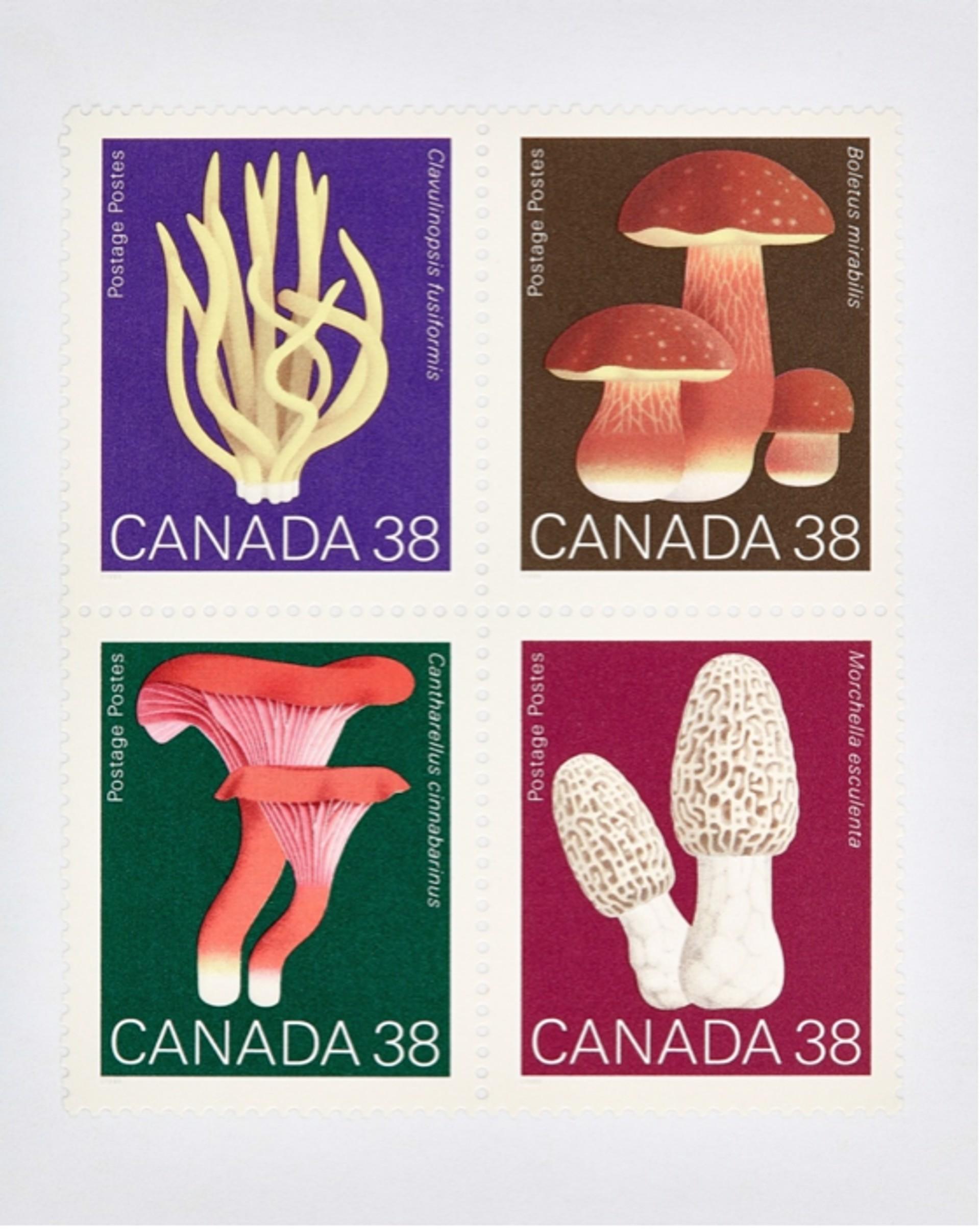 Canada Mushroom 38 x 4
Digital C-Print / Archival Pigment Print
Edition of 20 per size
Available sizes:
48 x 36

“Collectible” series is a macro level exploration of coins, bills and stamps. These images are created with the intention of being