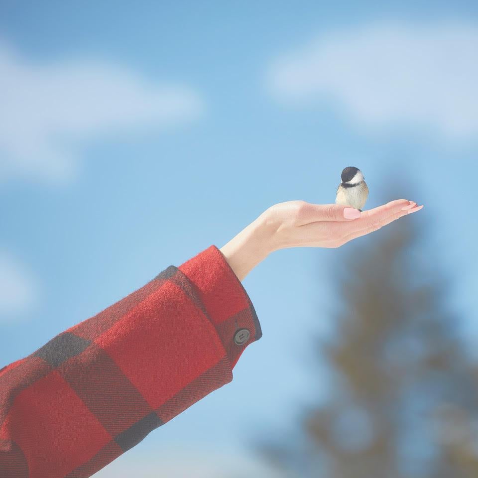 Chickadee
Digital C-Print / Archival Pigment Print
Edition of 5 per size
Available sizes:
24 x 24 in.
36 x 36 in.
48 x 48 in.

Scenic Collection.

Since this print will be shipped directly from the publisher, the seller can only provide specific