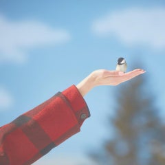 Peter Andrew Lusztyk - Chickadee, Fotografia 2023, Stampato Dopo