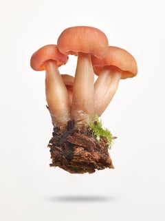 Peter Andrew Lusztyk - Golden Wax Caps, Photography 2023, Printed After