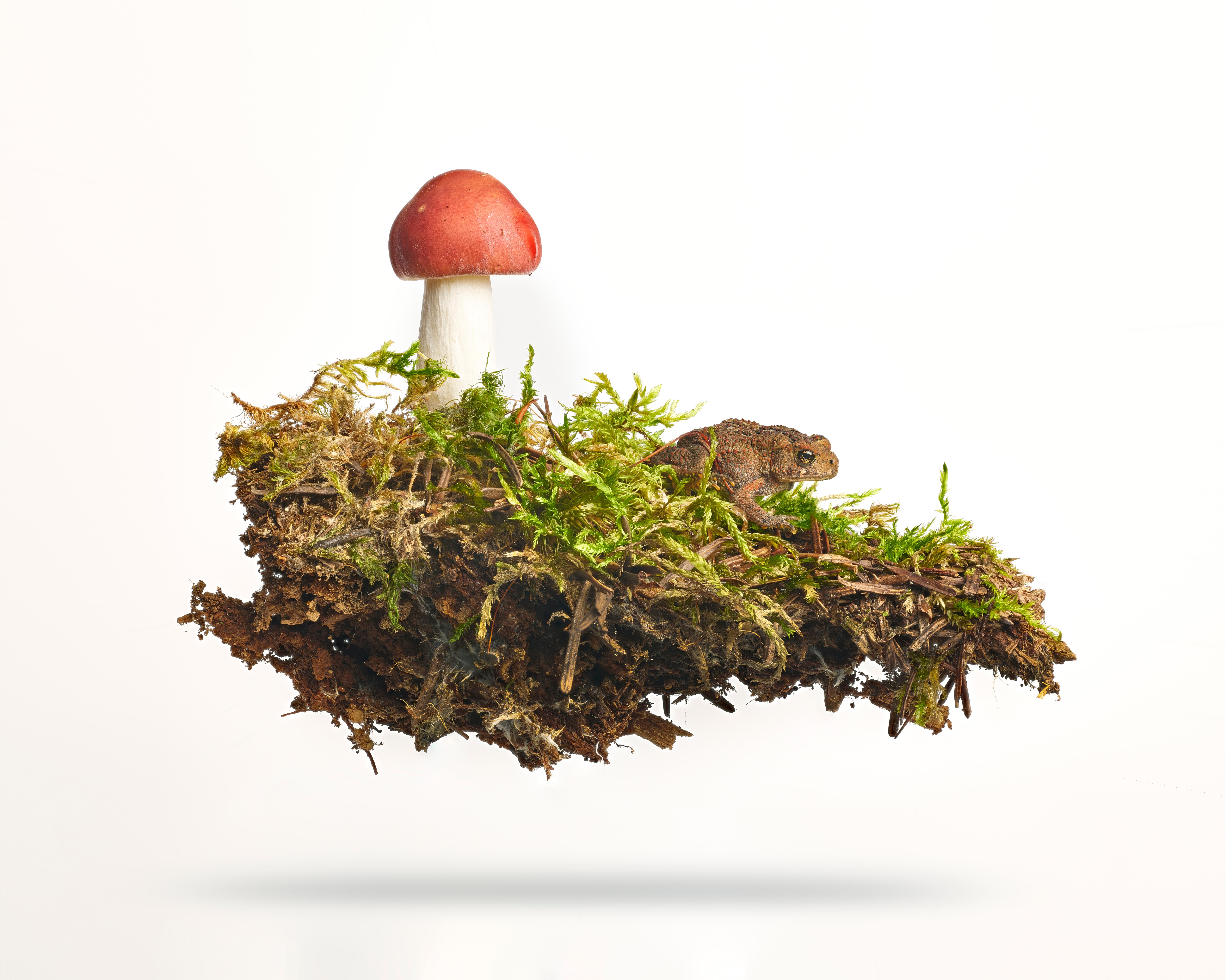 Title: Russula Mushroom with Toad
Medium: Digital C-Print / Archival Pigment Print
Edition of 5 per size
Available sizes:
24" x 24"
36" x 36"
48" x 48"
60" x 60"

"Mushrooms are different they are alien, they are magic. I find the organic shapes