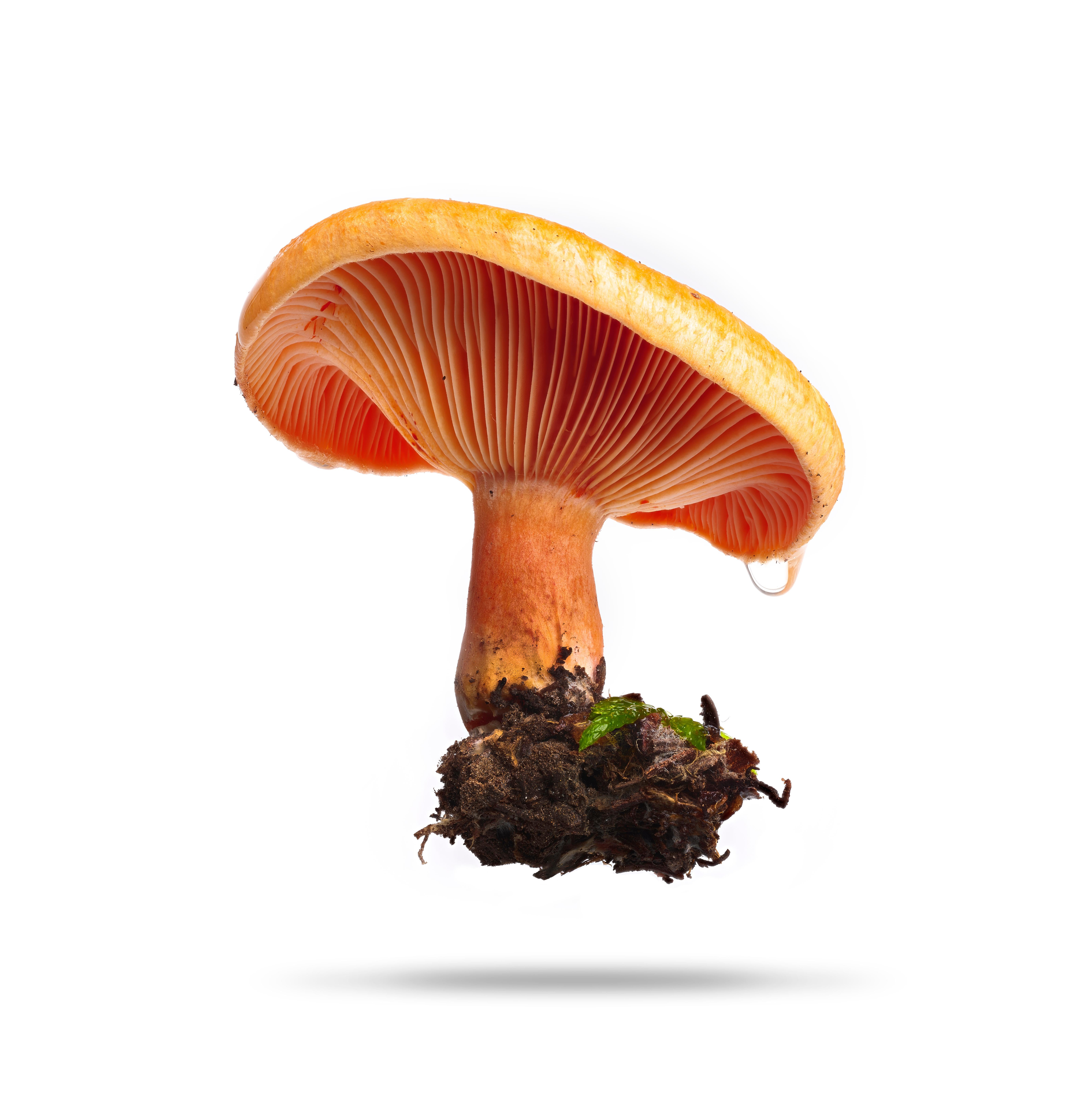 Peter Andrew Lusztyk - Saffron Milk Cap (edible), 2023, Printed After