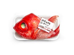 Peter Andrews - Nature morte - Poisson, Photographie 2023, Impression d'après