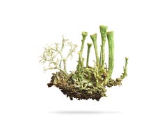 Peter Andrew Lusztyk - Trumpet Cup Lichen, photographie 2023, imprimée d
après