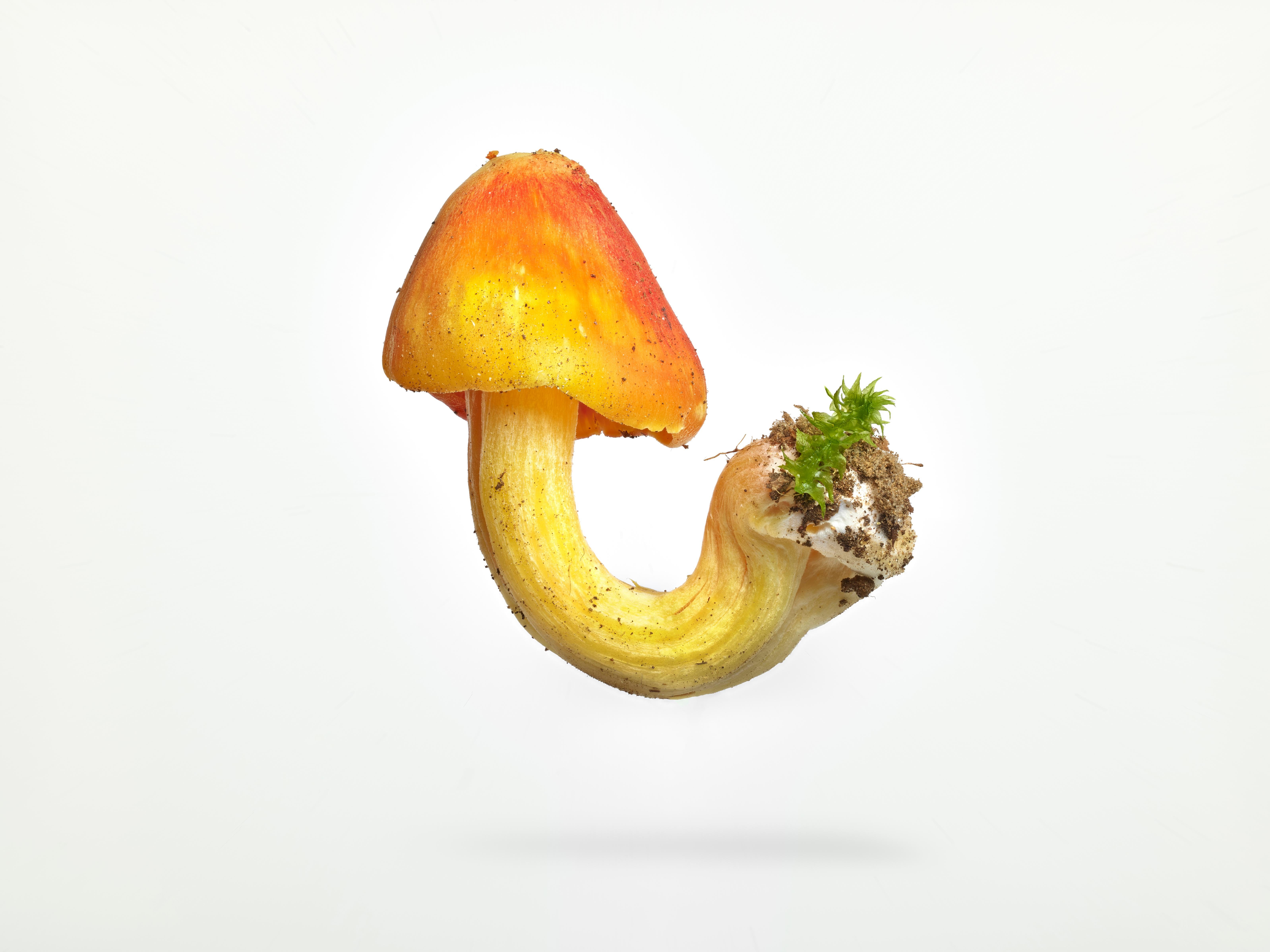 Peter Andrew Lusztyk - Witch
s Hat Mushroom, Photography 2023, Printed After