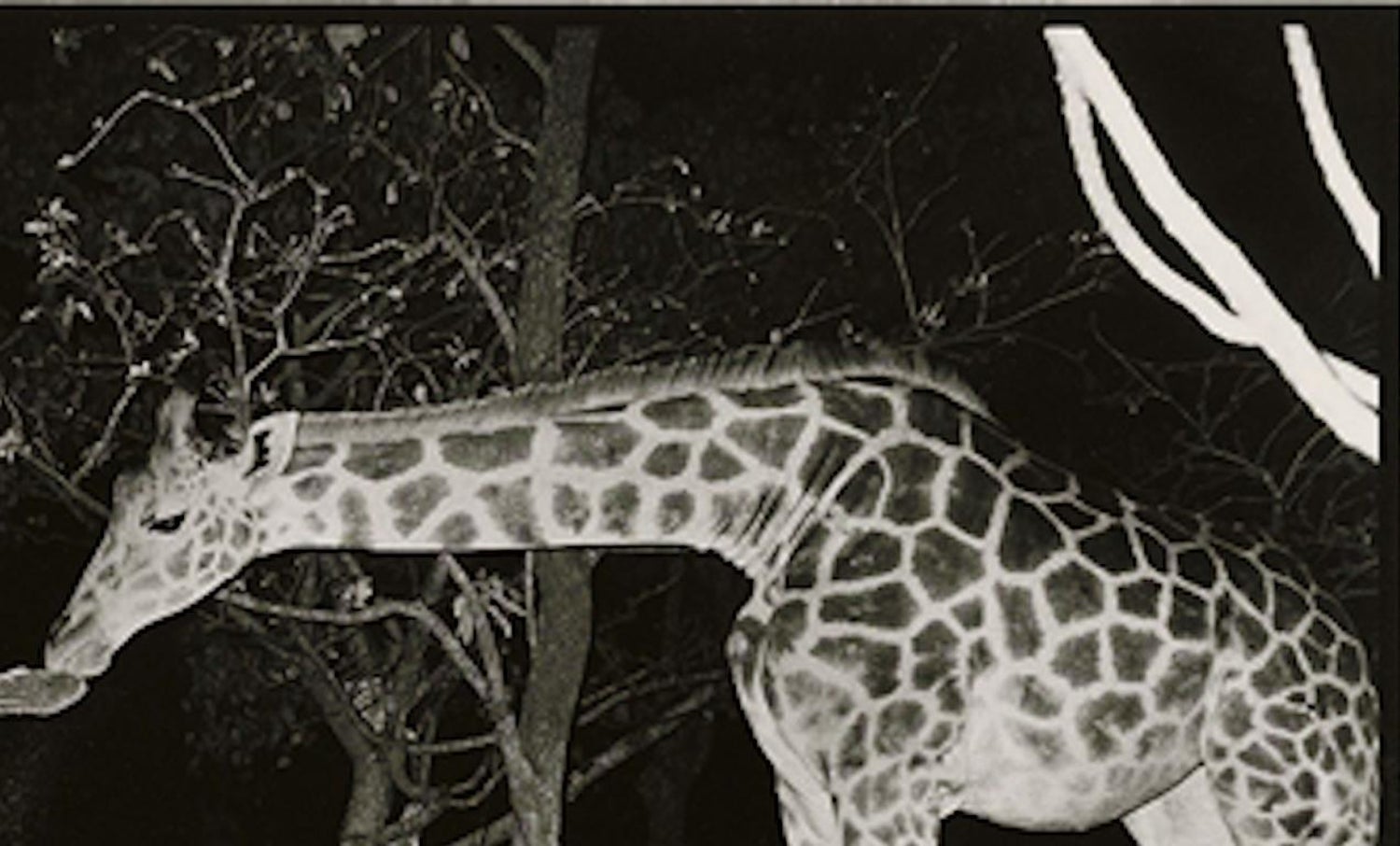 Peter Beard Beyond Gauguin Night Giraffe Feeding At 1stdibs